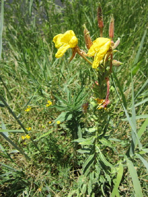 ( - KMS-0194)  @11 [ ] No Rights Reserved  Unspecified Unspecified