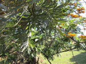  ( - MND-0013)  @11 [ ] No Rights Reserved  Unspecified Unspecified