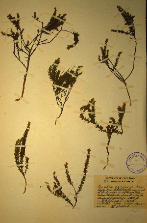  (Muraltia asparigifolia - MWC18707)  @11 [ ] No Rights Reserved  Unspecified Unspecified