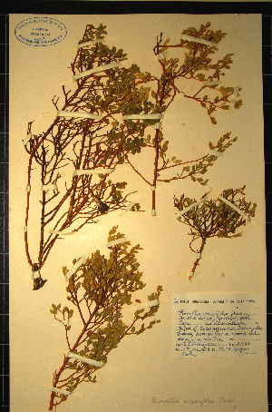  (Muraltia crassifolia - MWC18717)  @11 [ ] No Rights Reserved  Unspecified Unspecified