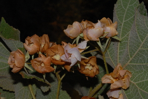  ( - OM2501)  @11 [ ] CreativeCommons - Attribution Non-Commercial Share-Alike (2011) Olivier Maurin University of Johannesburg