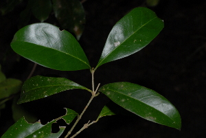  (Olea capensis subsp hochstetteri - OM2677)  @11 [ ] CreativeCommons - Attribution Non-Commercial Share-Alike (2011) Olivier Maurin University of Johannesburg