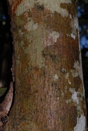  (Olea capensis subsp hochstetteri - OM2677)  @11 [ ] CreativeCommons - Attribution Non-Commercial Share-Alike (2011) Olivier Maurin University of Johannesburg
