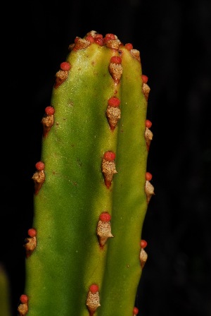  (Euphorbia tetragona - OM2943)  @11 [ ] CreativeCommons - Attribution Non-Commercial Share-Alike (2011) Olivier Maurin University of Johannesburg