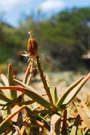  (Aloe dichotoma subsp. ramosissima - OM2954)  @13 [ ] CreativeCommons - Attribution Non-Commercial Share-Alike (2011) Olivier Maurin University of Johannesburg