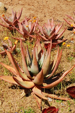  (Aloe petricola - OM2959)  @14 [ ] CreativeCommons - Attribution Non-Commercial Share-Alike (2011) Olivier Maurin University of Johannesburg