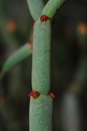  (Euphorbia burmanii - OM2991)  @11 [ ] CreativeCommons - Attribution Non-Commercial Share-Alike (2011) Olivier Maurin University of Johannesburg