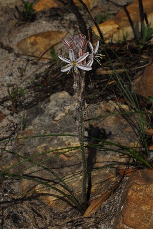  (Trachyandra hirsutiflora - OM3076)  @11 [ ] CreativeCommons - Attribution Non-Commercial Share-Alike (2011) Olivier Maurin University of Johannesburg