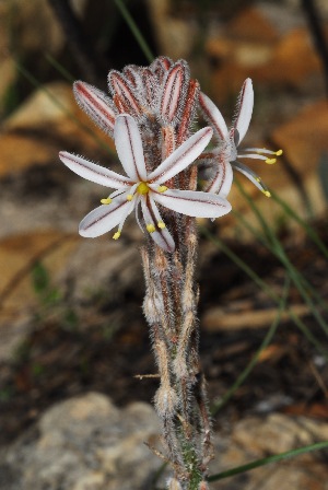  (Trachyandra hirsutiflora - OM3076)  @11 [ ] CreativeCommons - Attribution Non-Commercial Share-Alike (2011) Olivier Maurin University of Johannesburg