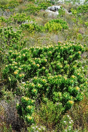  (Leucospermum oleifolium - OM3082A)  @11 [ ] CreativeCommons - Attribution Non-Commercial Share-Alike (2011) Olivier Maurin University of Johannesburg