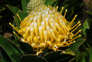  (Leucospermum conocarpodendron - OM3102)  @11 [ ] CreativeCommons - Attribution Non-Commercial Share-Alike (2011) Olivier Maurin University of Johannesburg
