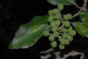  (Olea capensis - OM3168)  @11 [ ] CreativeCommons - Attribution Non-Commercial Share-Alike (2011) Olivier Maurin University of Johannesburg