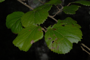  (Trimeria - OM3180)  @11 [ ] CreativeCommons - Attribution Non-Commercial Share-Alike (2011) Olivier Maurin University of Johannesburg