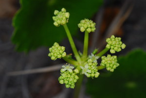  (Hydrocotyle bonariensis - OM3631)  @11 [ ] CreativeCommons - Attribution Non-Commercial Share-Alike (2011) Olivier Maurin University of Johannesburg