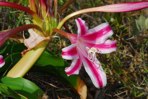  (Crinum stuhlmannii - OM3652)  @11 [ ] CreativeCommons - Attribution Non-Commercial Share-Alike (2011) Olivier Maurin University of Johannesburg