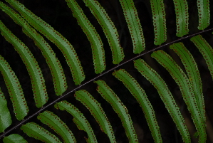  ( - OM3704)  @11 [ ] CreativeCommons - Attribution Non-Commercial Share-Alike (2013) Olivier Maurin University of Johannesburg, African Centre for DNA Barcoding (ACDB)