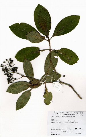  (Psychotria zombamontana - OM4001)  @11 [ ] No Rights Reserved  Unspecified Unspecified