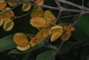  ( - OM4153)  @11 [ ] CreativeCommons - Attribution Non-Commercial Share-Alike (2013) Olivier Maurin University of Johannesburg, African Centre for DNA Barcoding (ACDB)