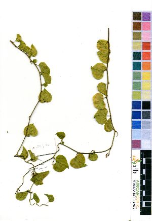  (Dioscorea elephantipes - OM4190)  @11 [ ] No Rights Reserved  Unspecified Unspecified