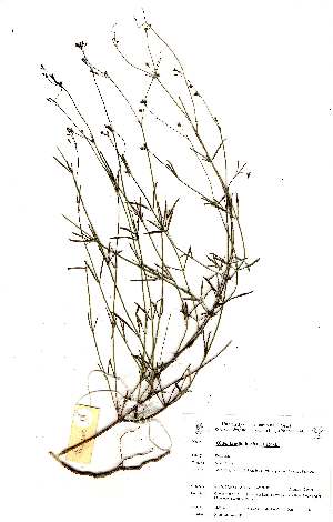  (Oldenlandia herbacea - OM0504)  @11 [ ] Unspecified (default): All Rights Reserved  Unspecified Unspecified