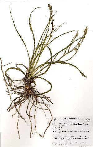  (Chlorophytum recurvifolium - OM0550)  @11 [ ] Unspecified (default): All Rights Reserved  Unspecified Unspecified