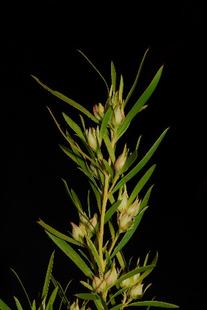  (Leucadendron salicifolium - PG0056)  @11 [ ] CreativeCommons - Attribution Non-Commercial Share-Alike (2011) Olivier Maurin University of Johannesburg