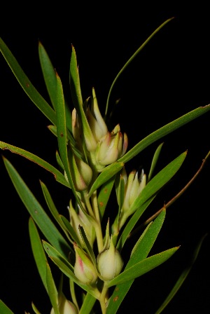  (Leucadendron salicifolium - PG0056)  @11 [ ] CreativeCommons - Attribution Non-Commercial Share-Alike (2011) Olivier Maurin University of Johannesburg