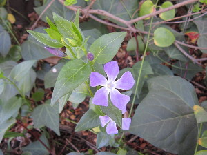  (Vinca major - PPRI-0015)  @11 [ ] No Rights Reserved  Unspecified Unspecified