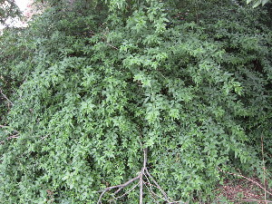  (Jasminum nudiflorum - PPRI-0029)  @11 [ ] No Rights Reserved  Unspecified Unspecified