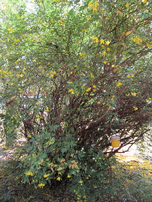  (Jasminum humile - PPRI-0032)  @11 [ ] No Rights Reserved  Unspecified Unspecified