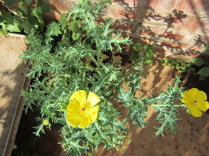  ( - PPRI-0034)  @11 [ ] No Rights Reserved  Unspecified Unspecified