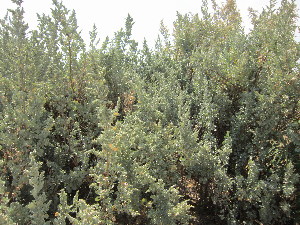  (Atriplex nummularia - PPRI-0097)  @11 [ ] No Rights Reserved  Unspecified Unspecified