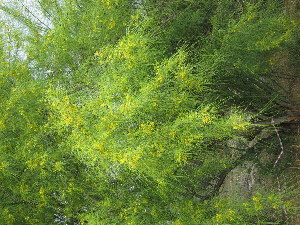  (Parkinsonia aculeata - PPRI-0102)  @11 [ ] No Rights Reserved  Unspecified Unspecified