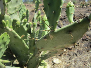  (Opuntia stricta - PPRI-0112)  @11 [ ] No Rights Reserved  Unspecified Unspecified