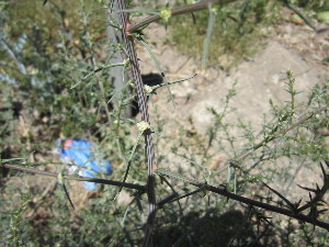  ( - PPRI-0114)  @11 [ ] No Rights Reserved  Unspecified Unspecified