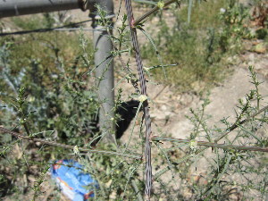  ( - PPRI-0114)  @11 [ ] No Rights Reserved  Unspecified Unspecified