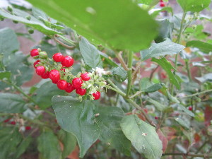  ( - PPRI-0123)  @11 [ ] No Rights Reserved  Unspecified Unspecified