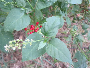  ( - PPRI-0123)  @11 [ ] No Rights Reserved  Unspecified Unspecified