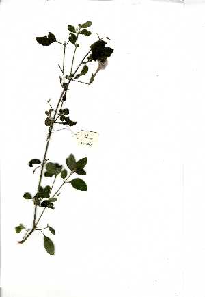  ( - RL1226)  @11 [ ] No Rights Reserved  Unspecified Unspecified