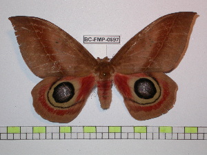  ( - BC-FMP-0697)  @13 [ ] Copyright (2010) Frank Meister Research Collection of Frank Meister