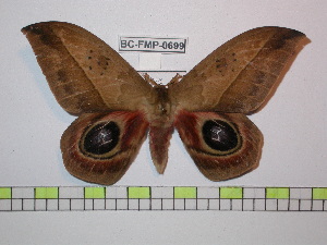  ( - BC-FMP-0699)  @13 [ ] Copyright (2010) Frank Meister Research Collection of Frank Meister