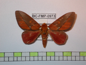  ( - BC-FMP-0973)  @11 [ ] Copyright (2010) Frank Meister Research Collection of Frank Meister