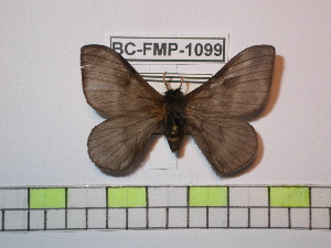  ( - BC-FMP-1099)  @13 [ ] Copyright (2010) Frank Meister Research Collection of Frank Meister