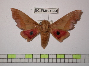  ( - BC-FMP-1254)  @14 [ ] Copyright (2010) Frank Meister Research Collection of Frank Meister