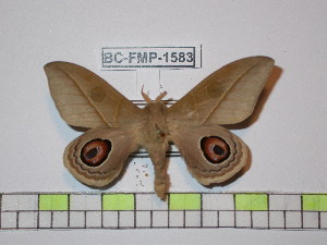 (Leucanella viridescens viridior - BC-FMP-1583)  @14 [ ] Copyright (2010) Frank Meister Research Collection of Frank Meister