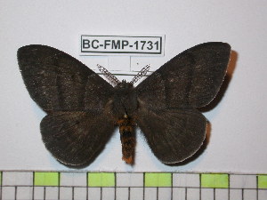 (Periphoba nigra - BC-FMP-1731)  @14 [ ] Copyright (2010) Frank Meister Research Collection of Frank Meister