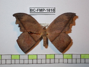  (Oxytenis leda - BC-FMP-1818)  @11 [ ] Copyright (2010) Frank Meister Research Collection of Frank Meister