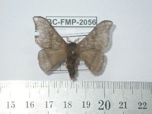  ( - BC-FMP-2056)  @13 [ ] Copyright (2010) Frank Meister Research Collection of Frank Meister