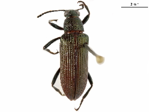  ( - BIOUG39659-A12)  @11 [ ] CreativeCommons - Attribution (2019) CBG Photography Group Centre for Biodiversity Genomics