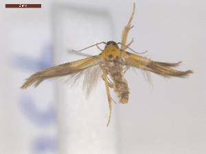 ( - CLV7322)  @11 [ ] CreativeCommons  Attribution Non-Commercial Share-Alike (2019) Carlos Lopez Vaamonde Institut National de la Recherche Agronomique, Zoologie Forestiere